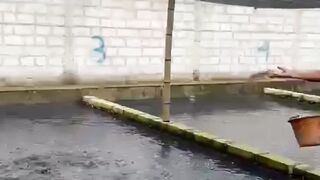 90% BANGKRUT jika alur USAHA budidaya lele seperti ini