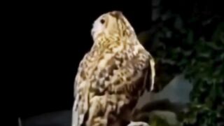 cek caption untuk tahu tentang menarik tentang burung hantu