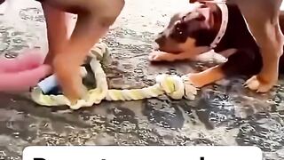 Nekat si doggy kecil???? - Tigerasia88