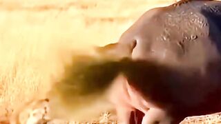 What is the hyena trying to do to the hippo? #danger #funny #hyena #hippo