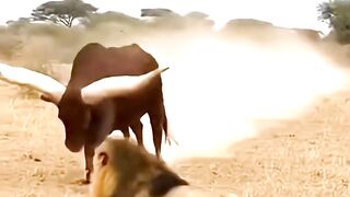 Can this Ankole-Watusi cow save its calf from the lion’s attack? #rescue #danger #lion #ankolecow #watusicow