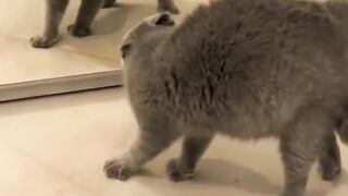 ​Who Is That? 4 Cats Losing Their Minds at Mirrors
