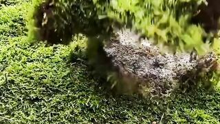 Fresh Vegetable Cutting in Nature ???????? | Peaceful Outdoor Cooking Vibes