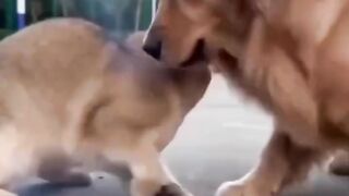 Cute cat vs cute dog ????????