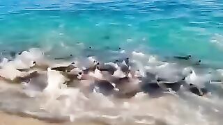 Fenomena jutaan ikan di pantai