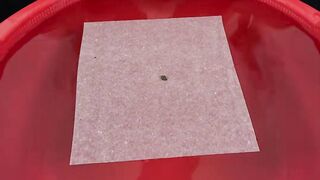 Tissue vs water ???? #ASMR #ASMRExperiment #TissueVsWater #Satisfying #OddlySatisfying #ExperimentVideo #Viral #FYP