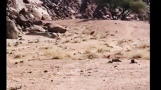 real alien in the deserts
