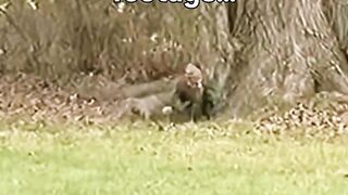 is any body see like that mystery figer