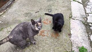 Street cats need both food and love.