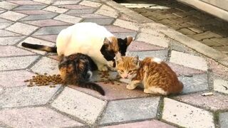 Anne kedi ve yavruları ????