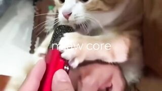 miawww