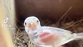 Amazing Video 38