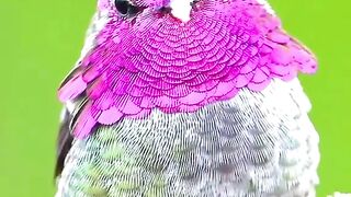 Beautiful Bird 8