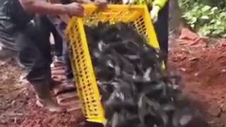 Lah salah sendiri, marah, bangun terus ngelempar rumput, belum sarapan nih kayaknya si mamang ????????