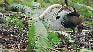 The first time I posted this lyrebird video, it reached 153 million people and life got pretty crazy for a while.
