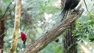 Meet one of the lyrebirds that will feature in the film that I’m making this year.