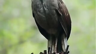 Lyrebird calling from a perch, during last year’s breeding season ????