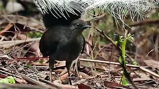 Enjoy over 1 minute of mimicry from this superb lyrebird ????