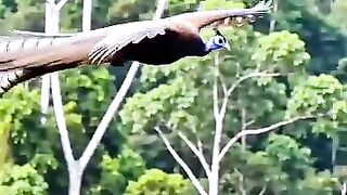 Pesona Burung Langka ⁉️???? Burung Ruai Penghuni Hutan Tropis Kalimantan Yang Jarang di Temukan Lagi. #BurungRuai #RuaiKalimantan #ExploreAlam