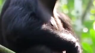 Dibalik rimbunya hutan, sang penjaga sejati sedang beraksi #SatwaLiar #Primataindonesia