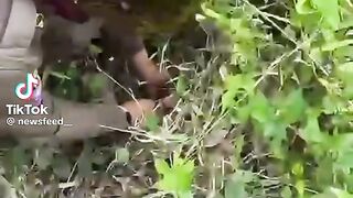 Newborn Baby Girl Found in Bushes, Resident Shocked Upon Hearing Cries