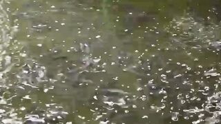 Kenapa kita HARUS jaga kualitas AIR KOLAM❗Bagaimana CARANYA❓