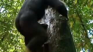 Penghuni Hutan belantara #SatwaLiar