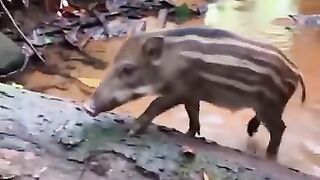 Babi hutan nyebrang sungai dalam hutan #SatwaLiar