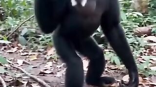 Primata siamang gibon dalam hutan hujan tropis #SatwaLiar