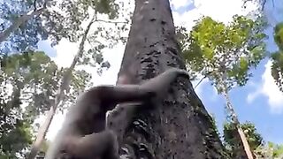 Siamang gibon manjat pohon Siamang gibbon climbing trees #SatwaLiar