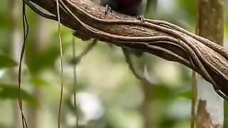 #birdphotography   #wildlifephotography   #birdofinstagram   #birdwatching   #naturelovers   #birdlovers   #wildlife   #birdlife   #birds