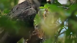 20 seconds of assorted Australian birds ???? Which one is your favourite?