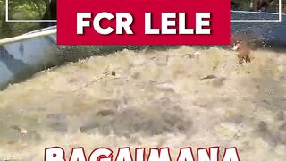Apa itu FCR dan bagaimana cara MENGHITUNGNYA❓