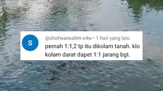 Jika 2 hal ini ada DIJAMIN FCR bisa 1:1 bahkan 0,8