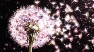 digital dandelions dispersing into glowing seeds gentle drifting motion
