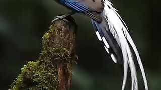 #birdphotography   #wildlifephotography   #birdofinstagram   #birdwatching   #naturelovers   #birdlovers   #wildlife   #birdlife   #birds   #birdreels