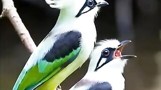 #birdphotography   #birdofinstagram   #birdwatching   #wildlifephotography   #naturelovers   #birdlovers   #wildlife   #birdlife   #birds   #birdreels