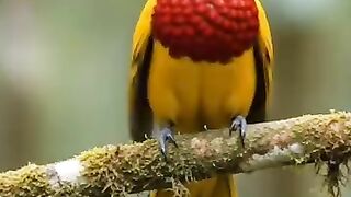 #birdphotography   #wildlifephotography   #birdofinstagram   #birdwatching   #naturelovers   #birdlovers   #birdlife   #wildlife   #birds   #birdreels