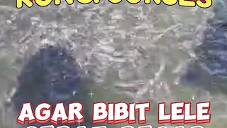 TIPS❗Agar bibit lele cepat BESAT