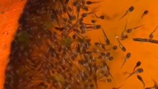 Larva lele KEMBUNG perutnya isi ANGIN❗ilmu GRATIS