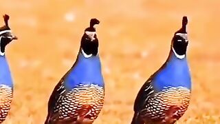 This Is What Happiness Looks Like in the Wild ???????? #birds #amazingbirds #wildlife #naturetweeters