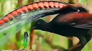 Are These Birds... Dancing with Joy? Nature’s True Celebration Caught on Camera! #naturetweeters #DancingBirds #BirdJoy