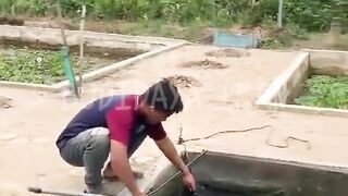 Budidaya lele paling SIMPLE dan Praktis