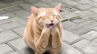 Kacau punya oyen kek gini???? - Tigerasia88