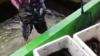 Jika 4 Bulan lele belum panen segera lakukan ini