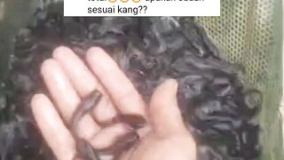 PEMULA : Bisa menjaga lele HIDUP sampai PANEN saja itu sudah UNTUNG