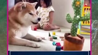 lucunya si anjing