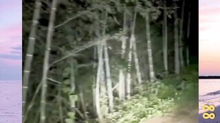 Suara Hantu di Hutan Ternyata Cuma Burung versi bola88