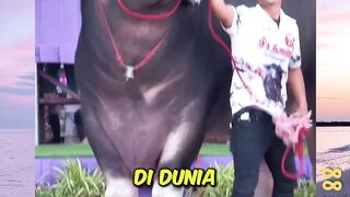 3 Hewan kurban paling populer di Dunia! versi bola88