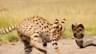 Tiger vs Snake ???????? | Deadly Jungle Battle You Won’t Believe ???????? 2